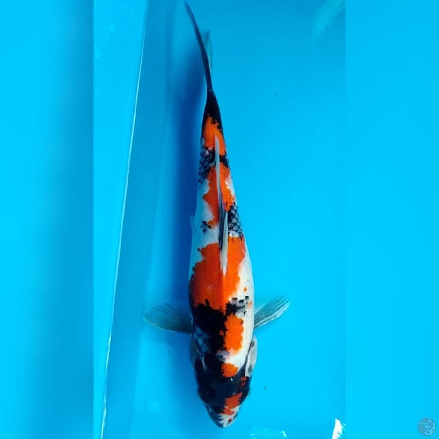 showa 34cm