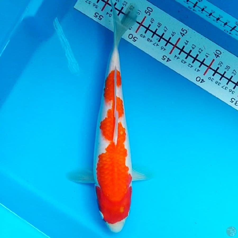 original Inazuma 29cm