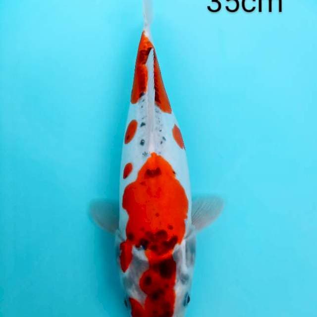 Ghosiki Doitsu 35cm