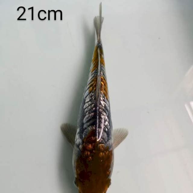 ochiba ginrin aragoke 21cm