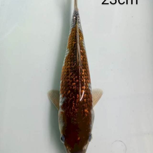 Ochiba Ginrin 23cm