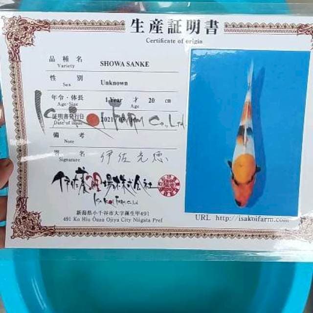 Showa ISA 37cm