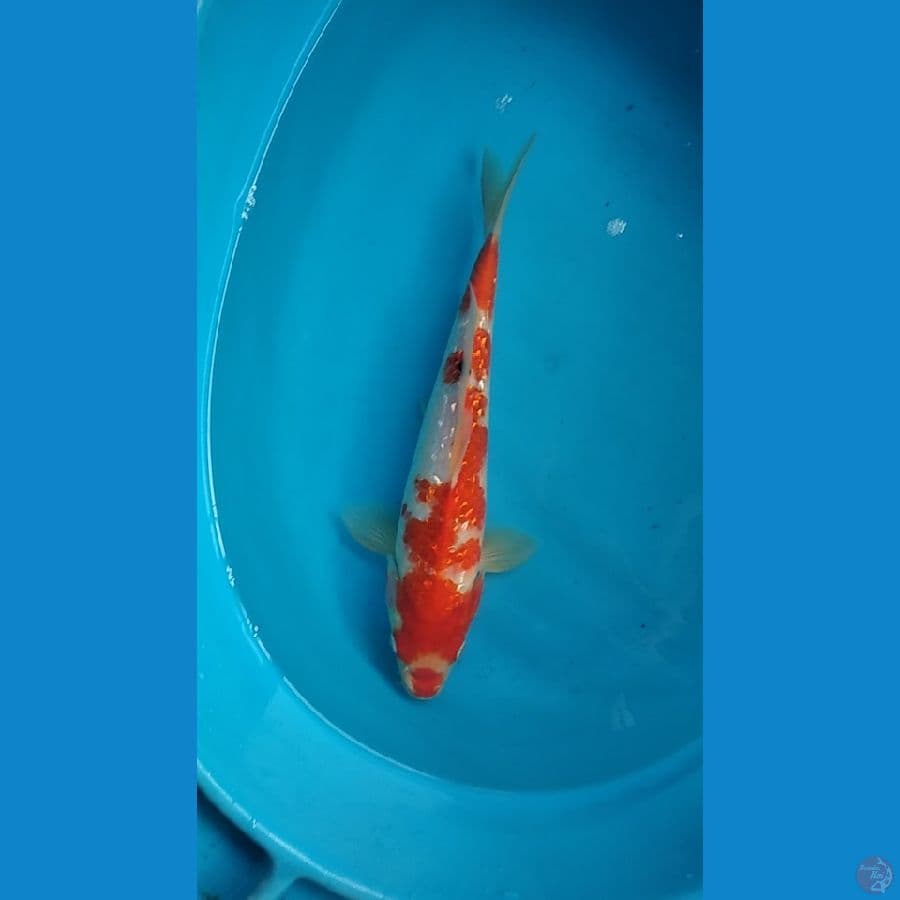 sanke kingirin 32cm male