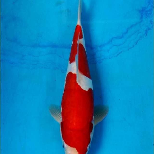 SQ Kohaku Doitsu, Strong Red