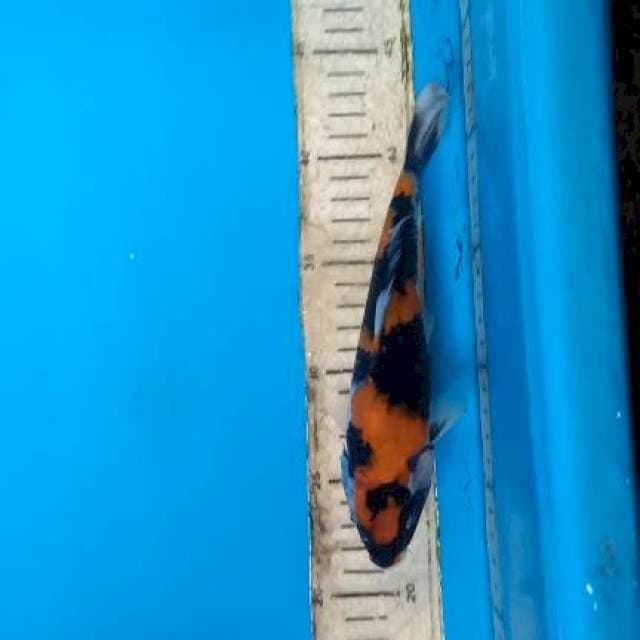 Showa 21cm