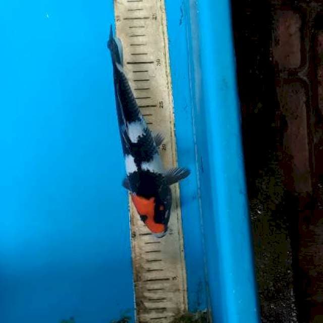 Showa 22cm