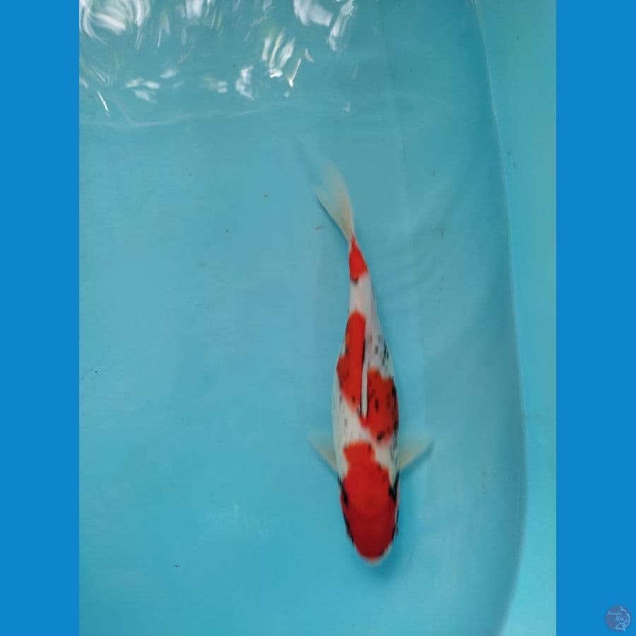 kawabake