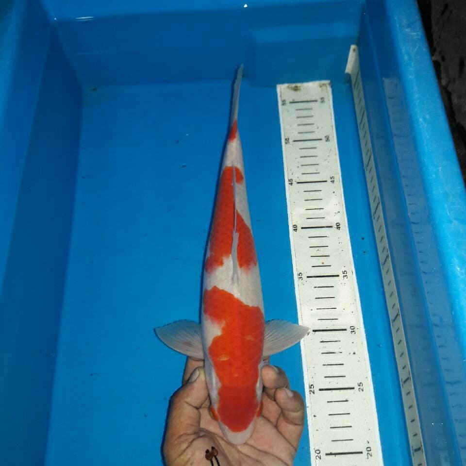 Kohaku f1