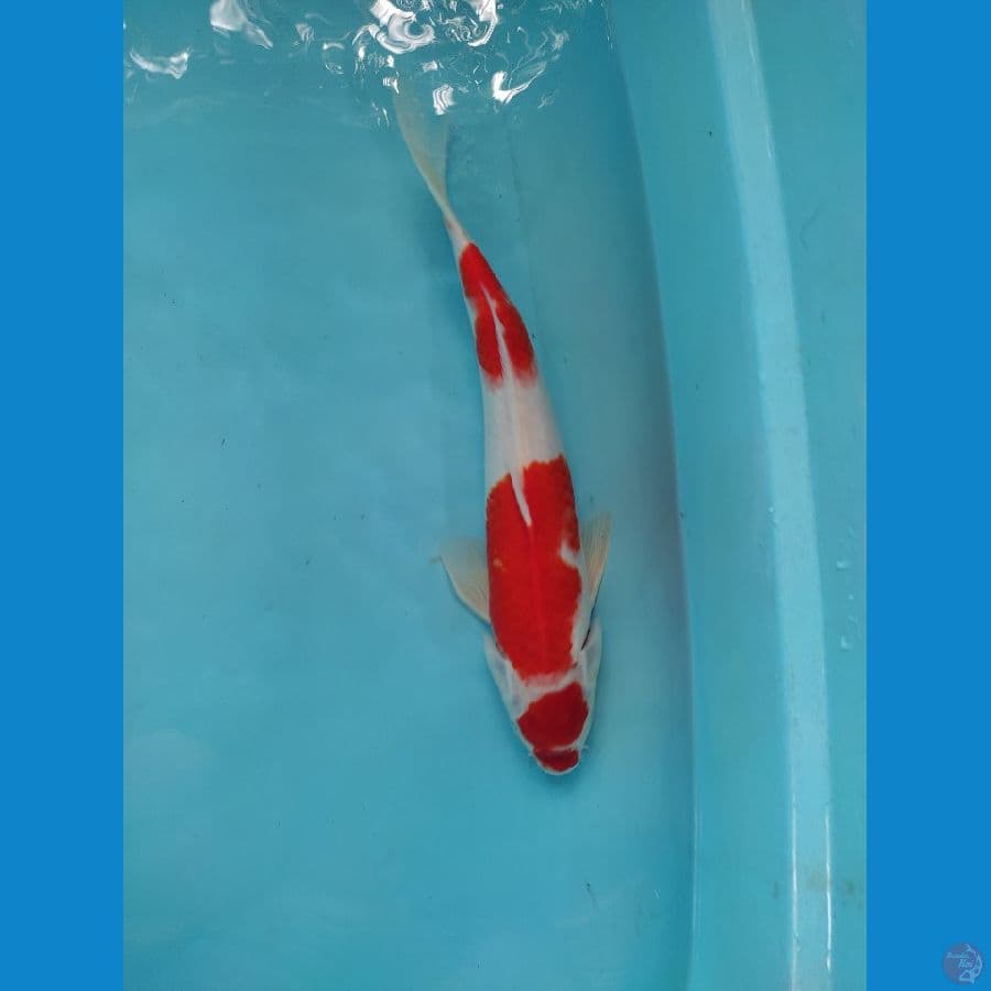 kohaku jantan long