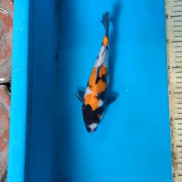 Showa 22cm