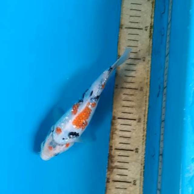 Shogin 21cm