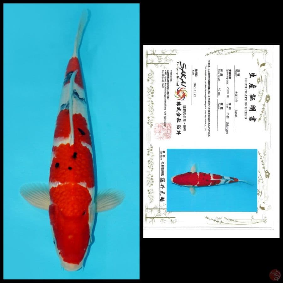 SANKE IMPORT SAKAI 40CM MALE