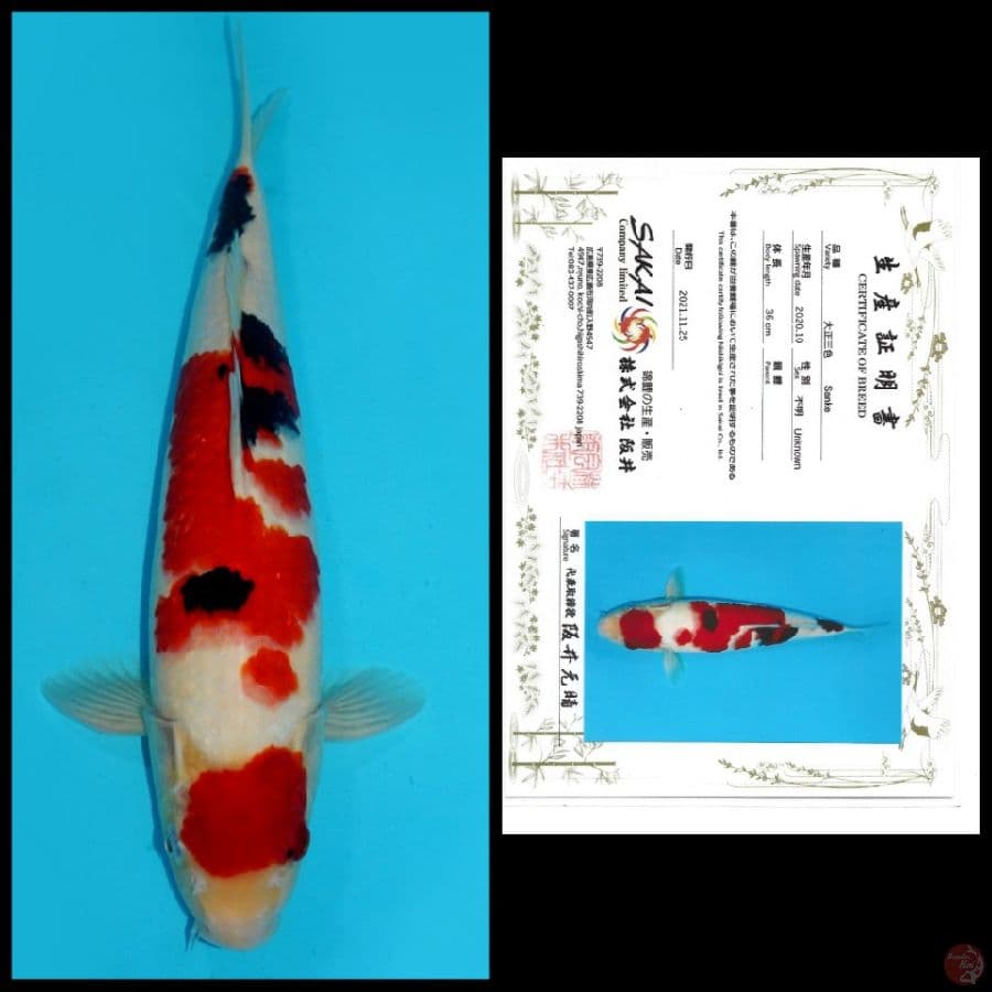 MARUTEN SANKE IMPORT SAKAI 36CM