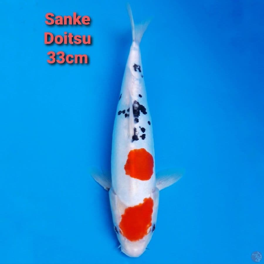 Sanke Doitsu 33cm