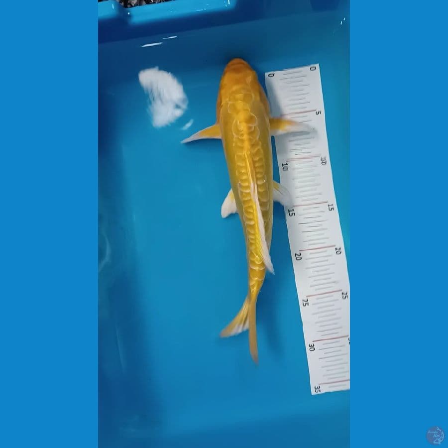ogon aragoke 32 cm