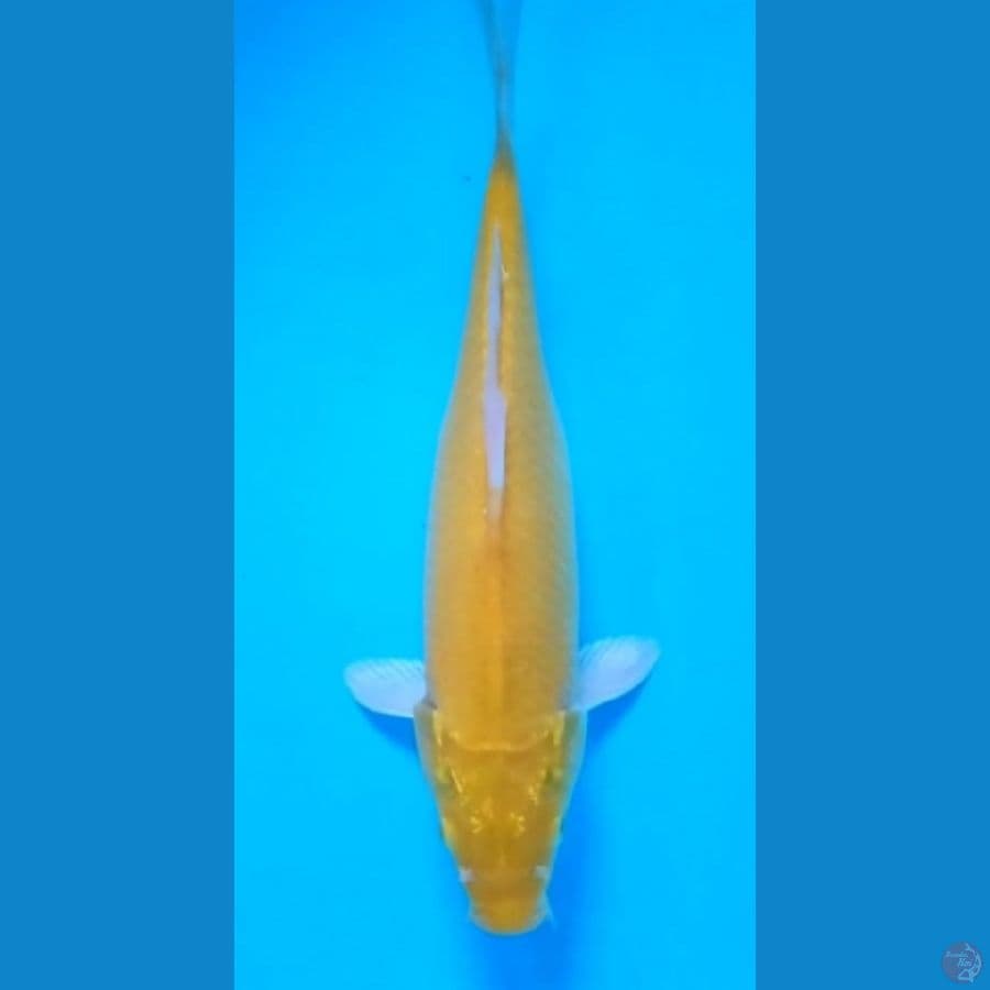 karasi lemon