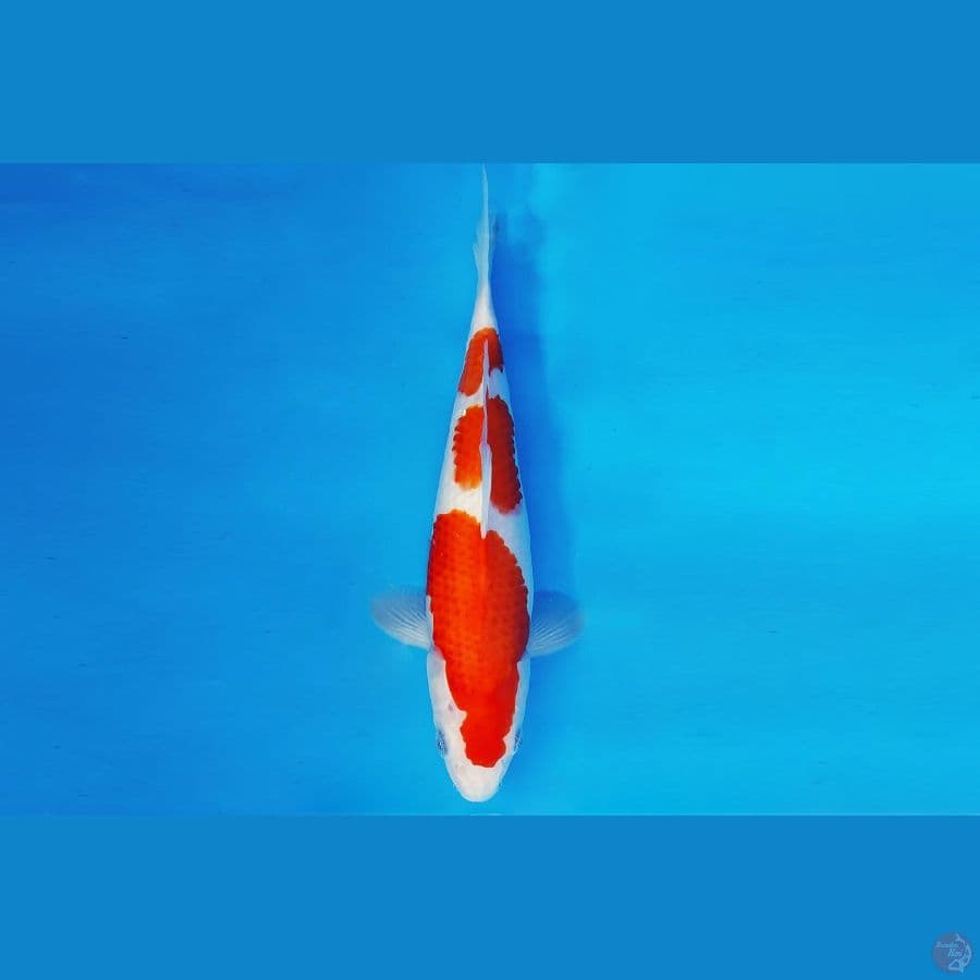 KIRIN 4 - KOHAKU 30 cm/male