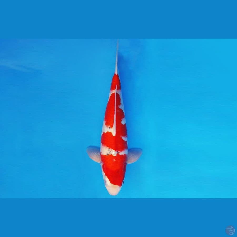 KIRIN 7 - GOSHIKI PROSPEK 35 cm/fm ®