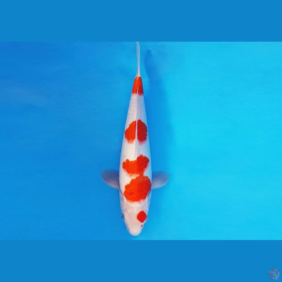 KIRIN 9 - KOHAKU 31 cm/fm ®