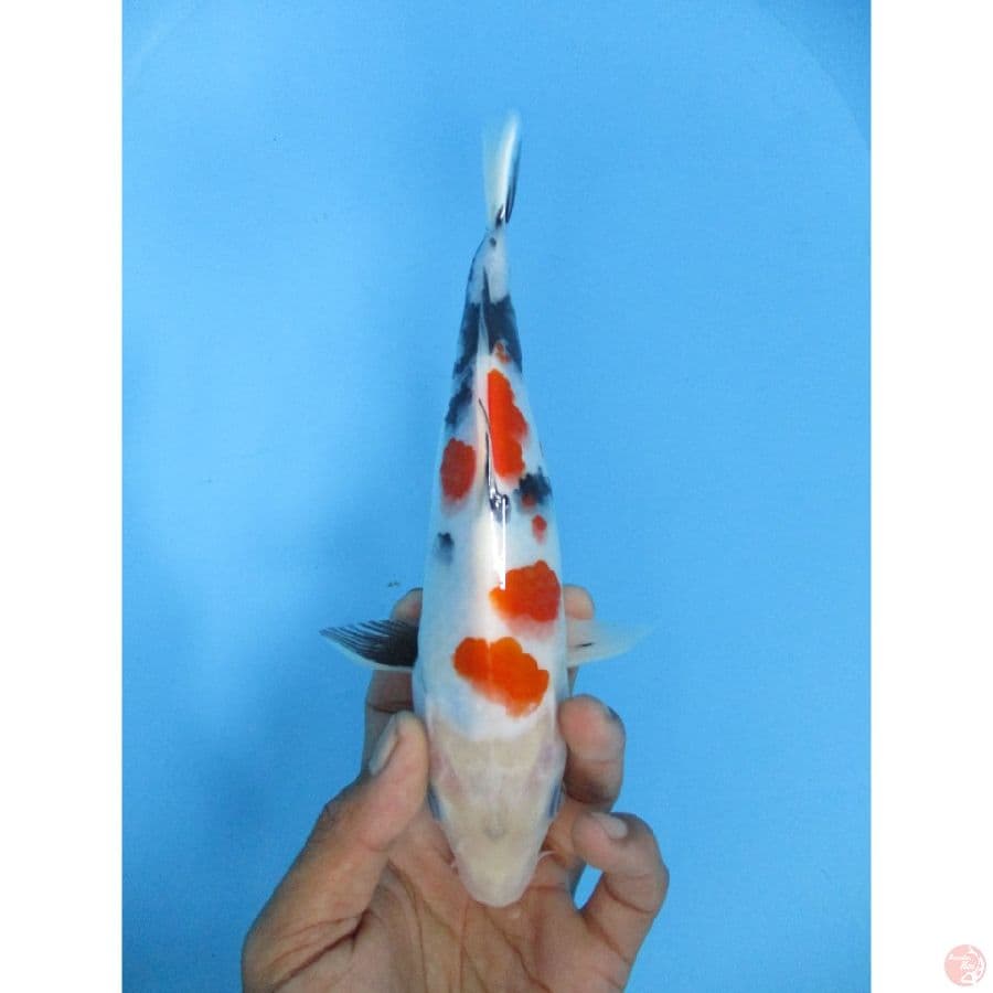 Showa sansoku