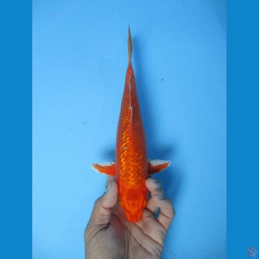 Orenji ogon