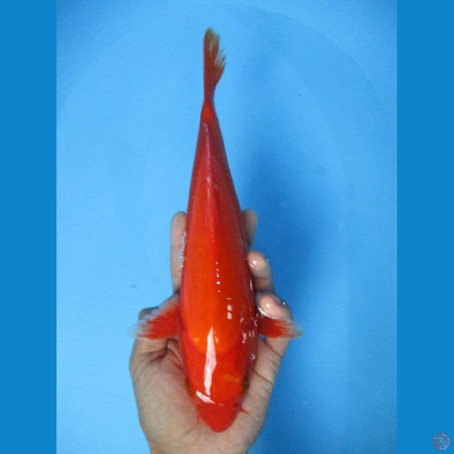 Benigoi