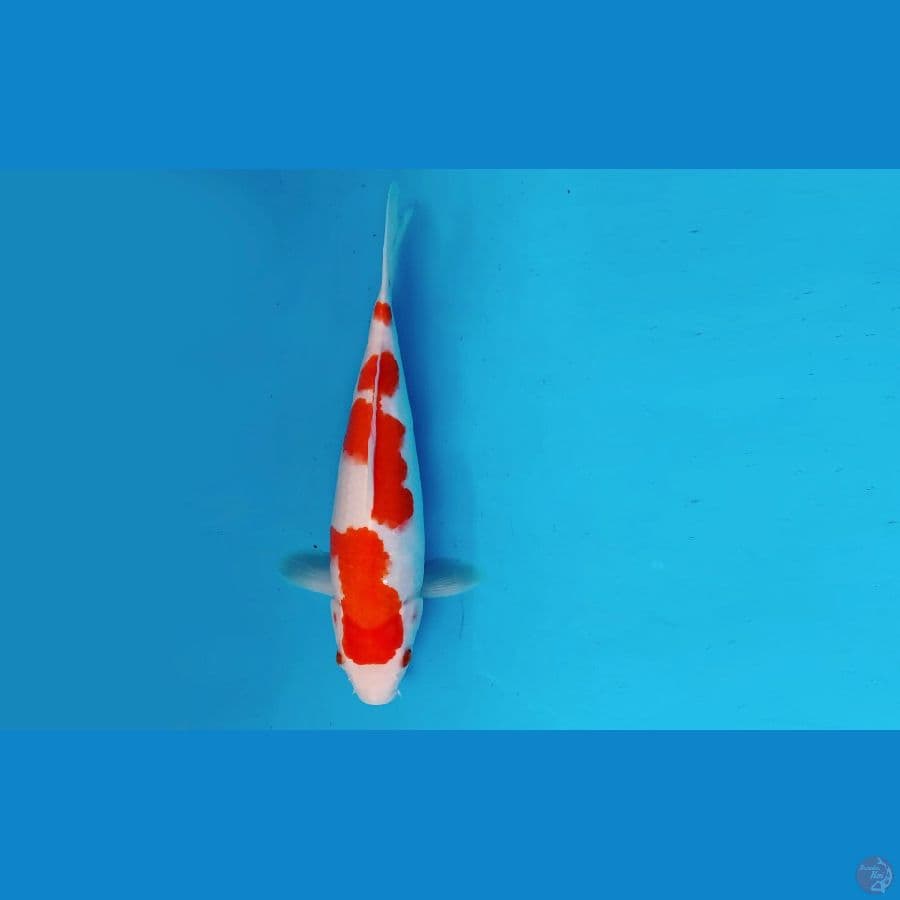 5.KOHAKU 31 cm FML
