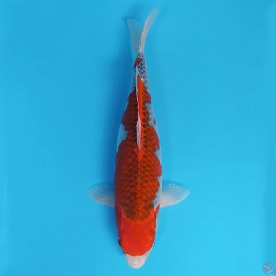 Goshiki Good Color ~42