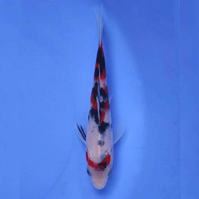 Okawa Sanke
