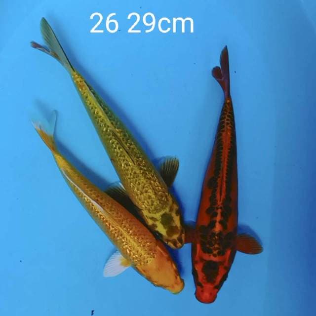 Antik 26 29cm