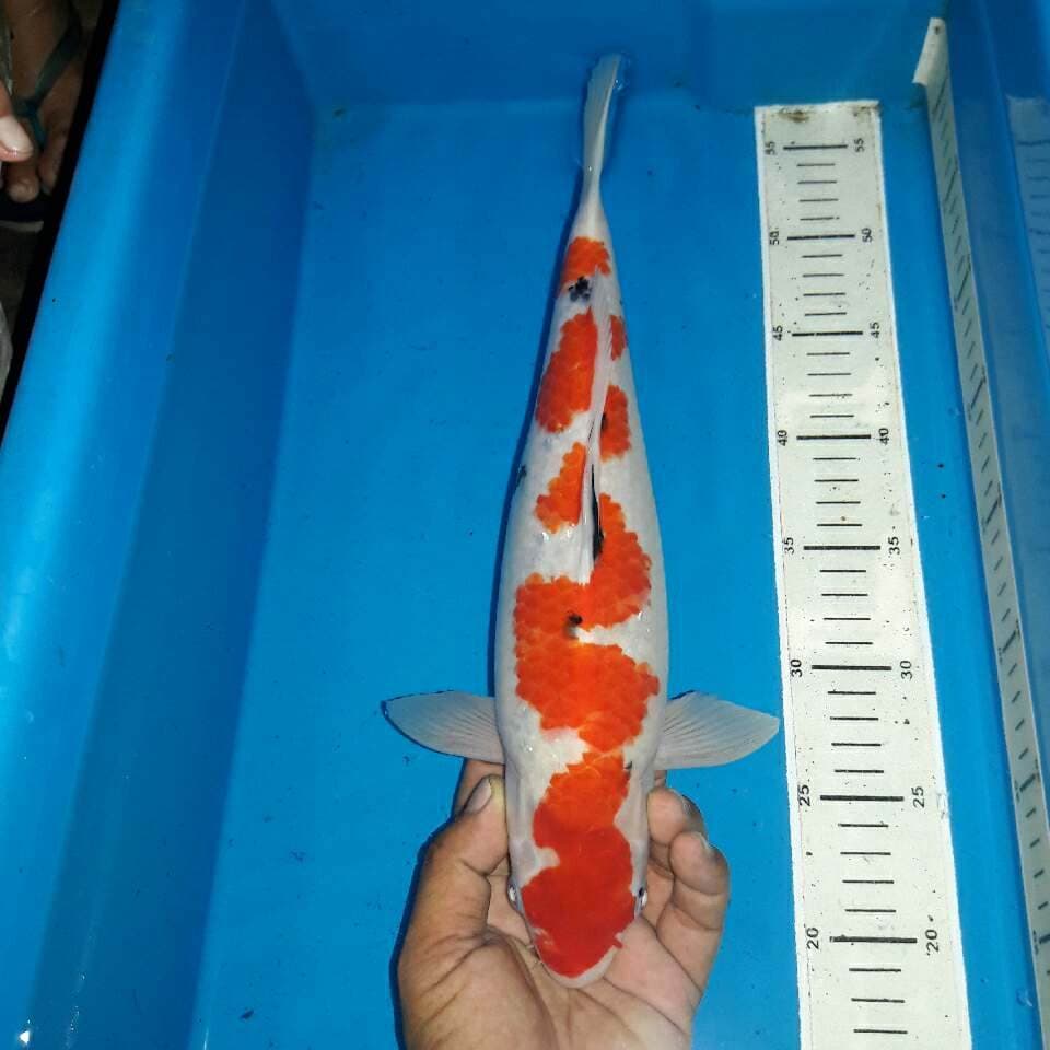 Tategoi inazuma sanke naga petir koleksi pengusaha sukses