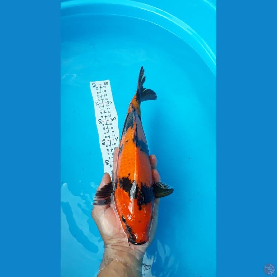 hi utsuri 35cm