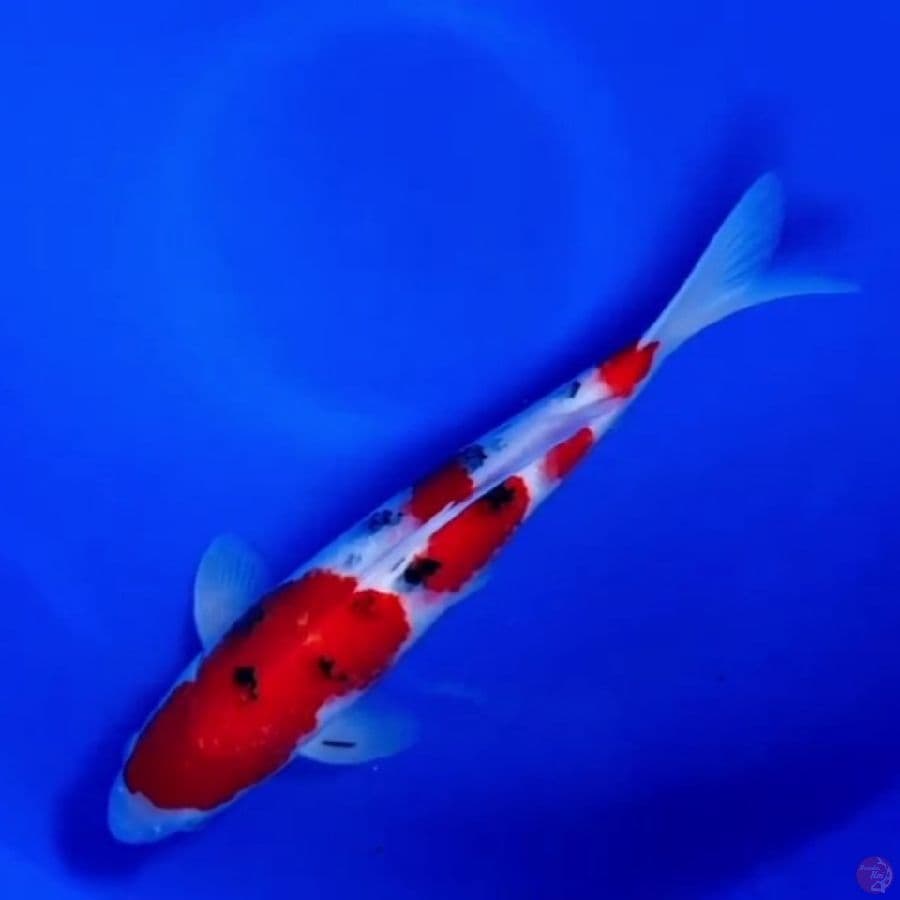 Taisho shansoku 35cm merah strong