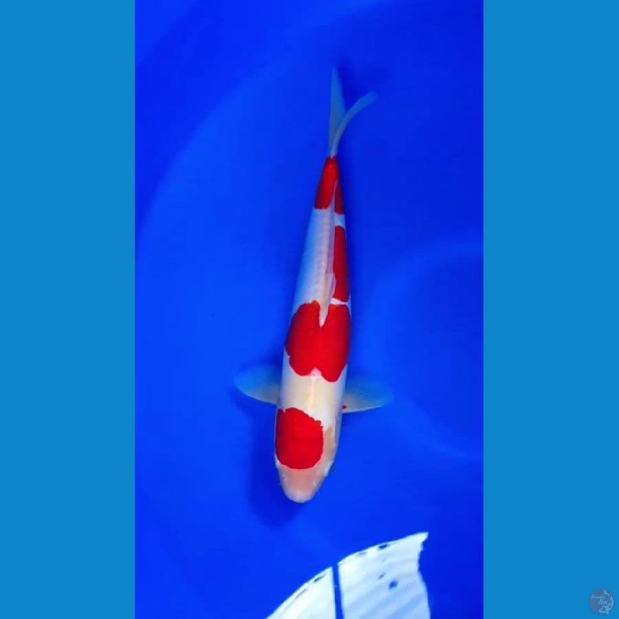 Kohaku Doitsu 34cm Merah strong
