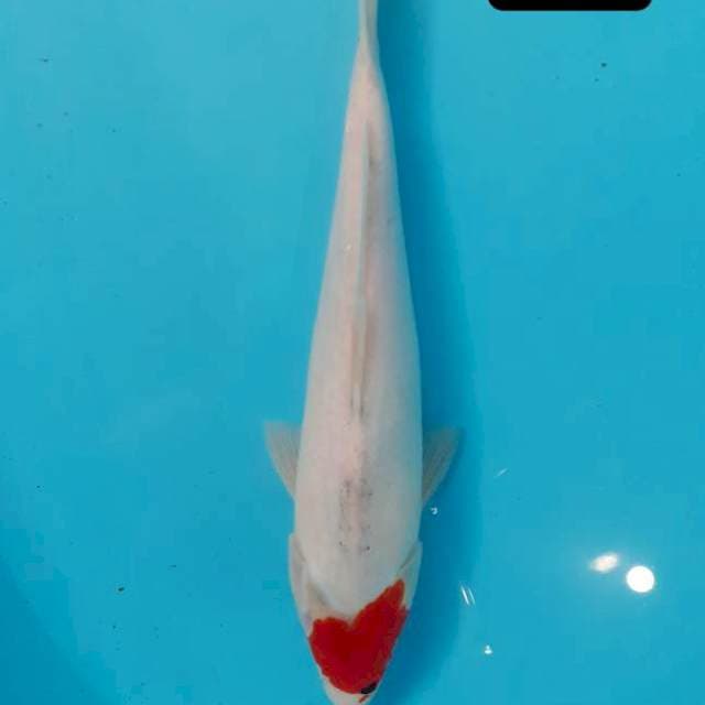 Bahan 30 cm