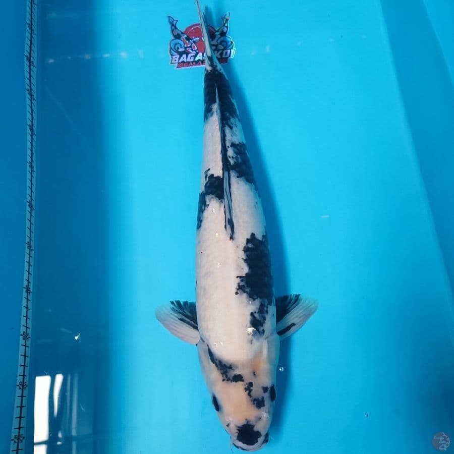 shiro 55cm