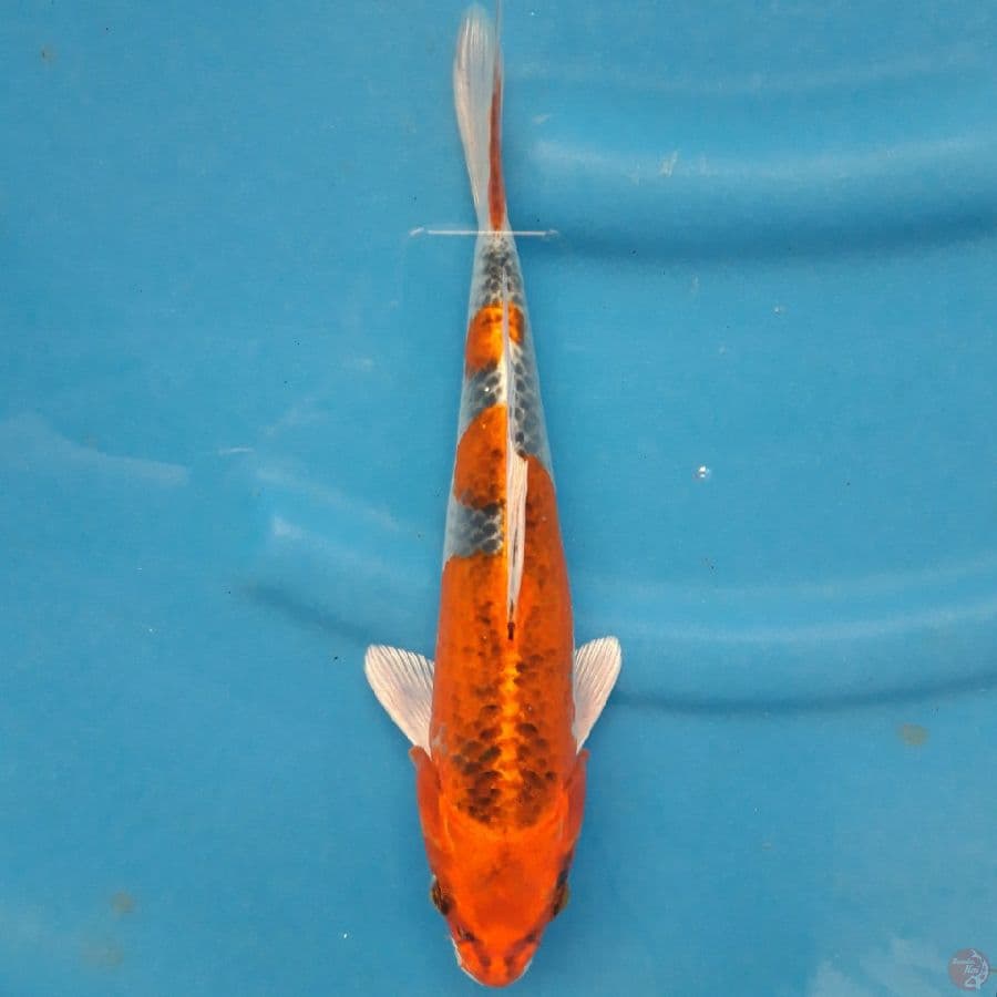 Red Kujaku 30cm