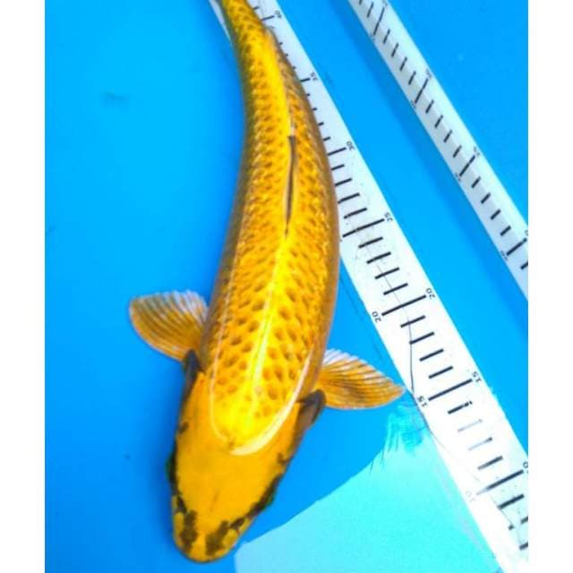 JUMBO GOLD MUKASiGINRiN 41 cm