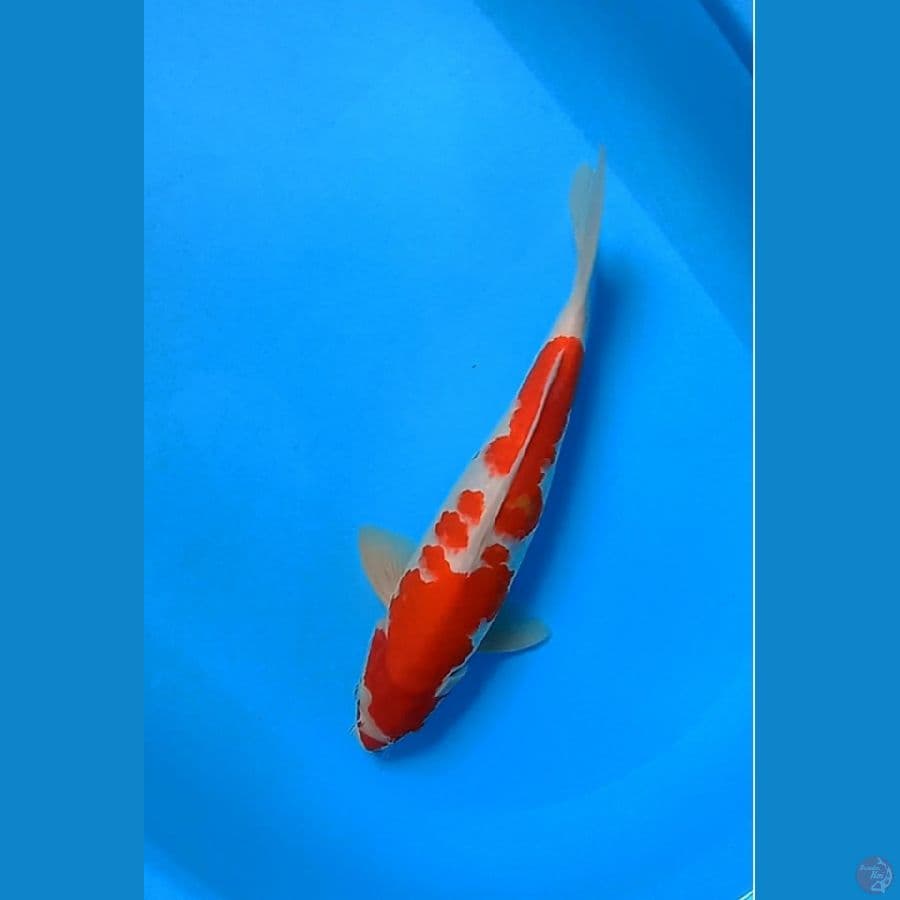 kohaku