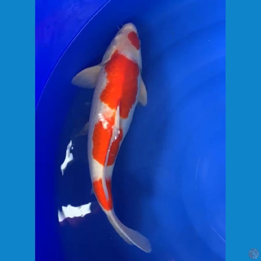 Kohaku jumbo 52cm male