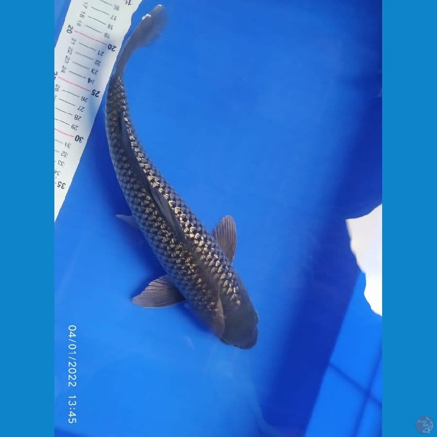 soragoi ginrin 38 cm