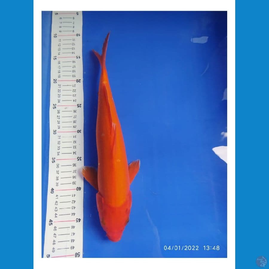 Benighoi 35 cm tembus