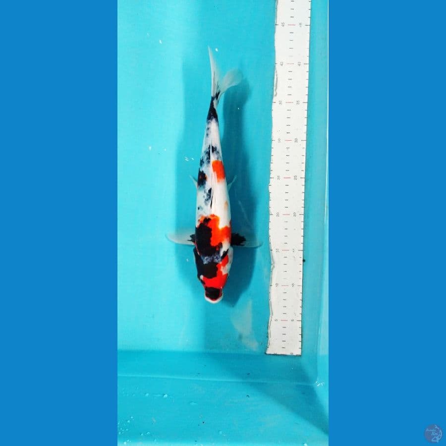 showa 31 cm