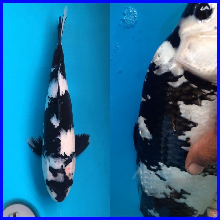 Special Black shiro 37cm Male