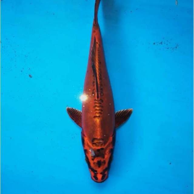 Red Kawarimono Hikari