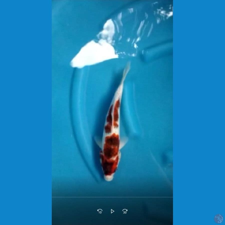 goromo