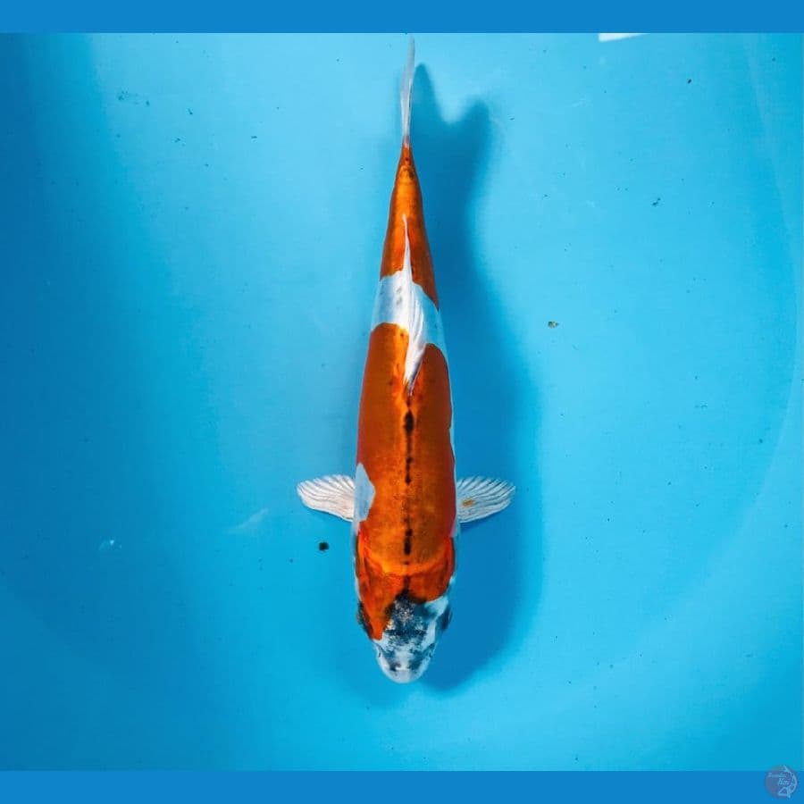 F1 kikokuryu, 24 cm