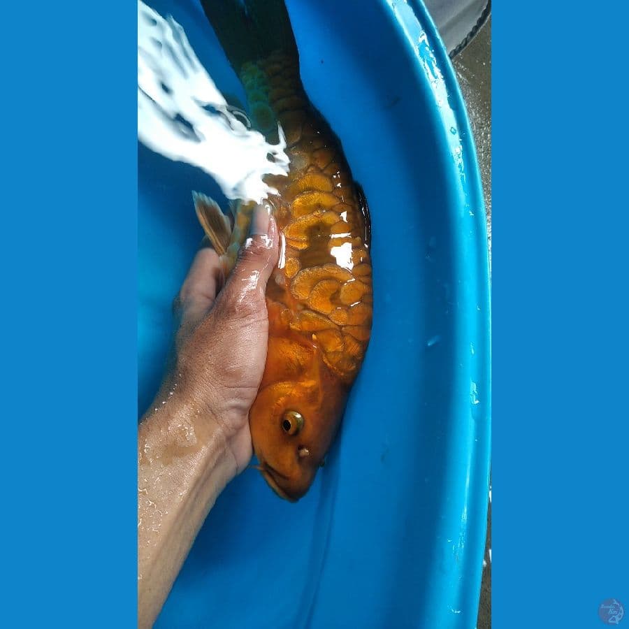 coklat punuk sisik dragon 33cm