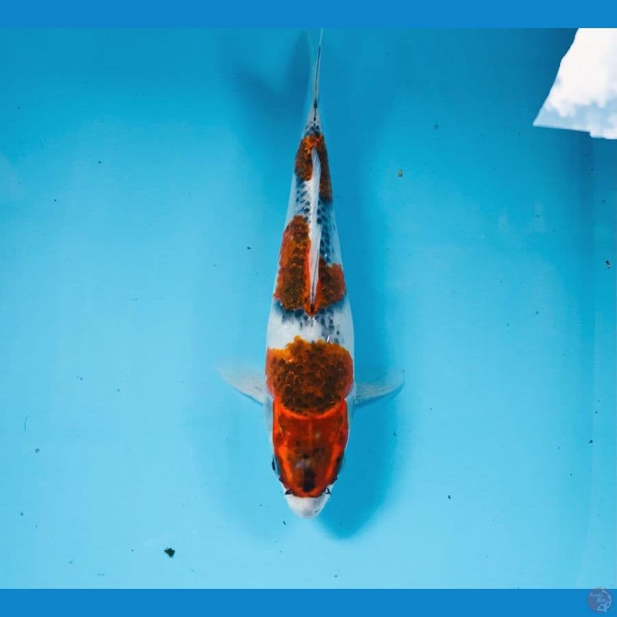 goshiki, 24 cm