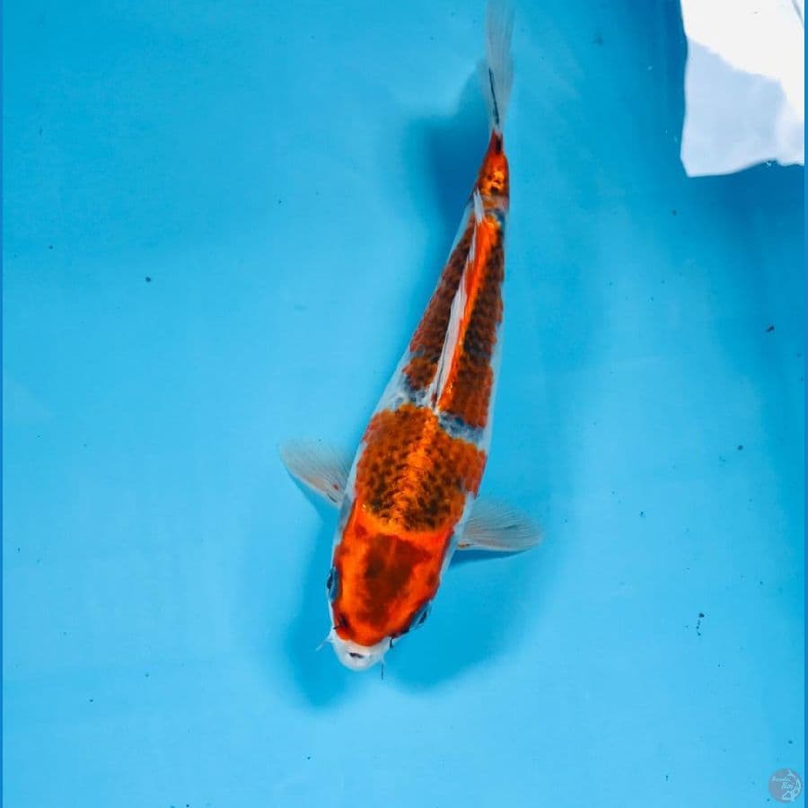 goshiki, 24 cm